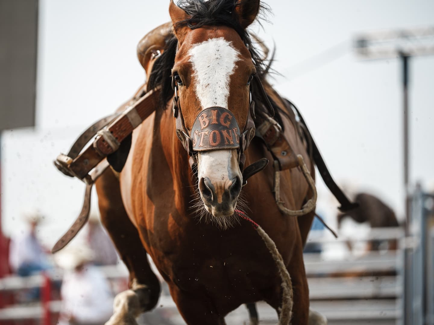 Moose Mountain Pro Rodeo Photo 7